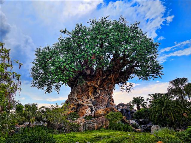 Disney Animal Kingdom 27589660700 Small